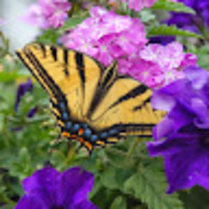 Meet your Posher, Sheri